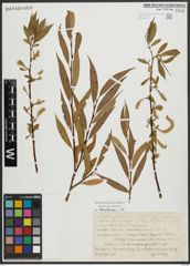 Foto von Salix alba L. x Salix fragilis L.